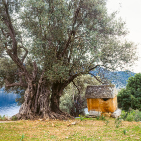 Lycian Rock Tomb and ancient olive tree, Kaleköy, Üçağız (Teimiussa), Antalya Province, Turkey