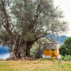 Lycian Rock Tomb and ancient olive tree, Kaleköy, Üçağız (Teimiussa), Antalya Province, Turkey