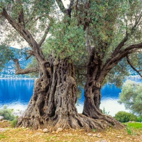 Beautiful old olive tree, Kaleköy, Üçağız (Teimiussa), Antalya Province, Turkey