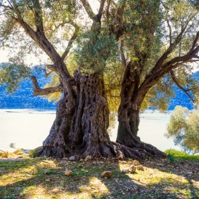 Beautiful old olive tree, Kaleköy, Üçağız (Teimiussa), Antalya Province, Turkey