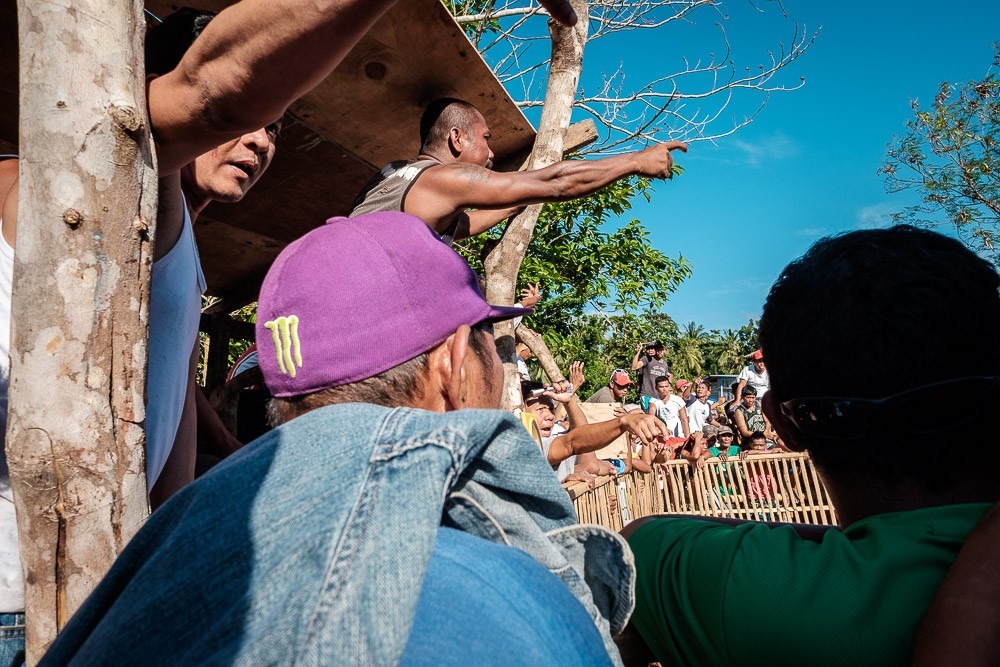 Cockfighting in the Philippines