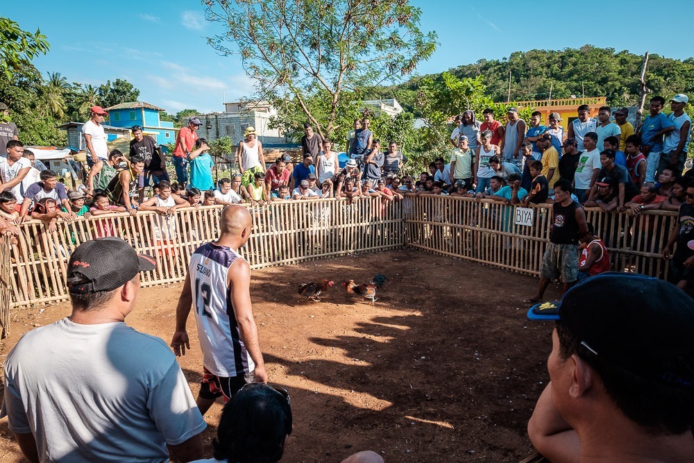 Cockfighting in the Philippines