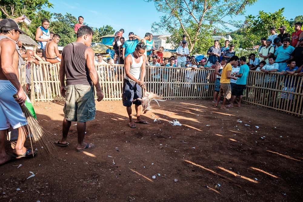 A man collects the loosing rooster which has been badly injured