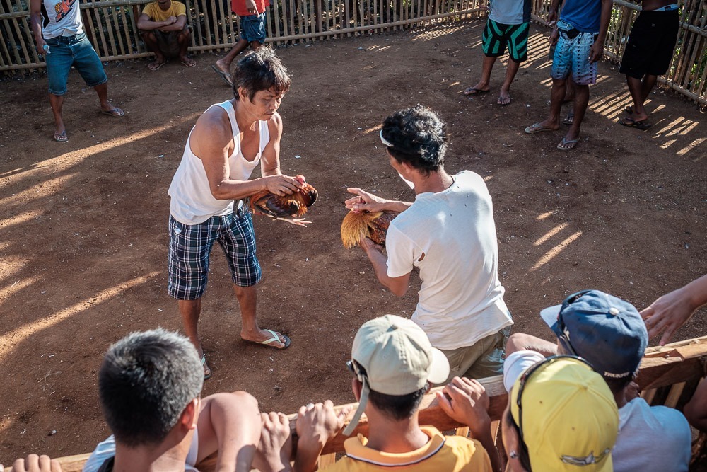 Cockfighting in the Philippines