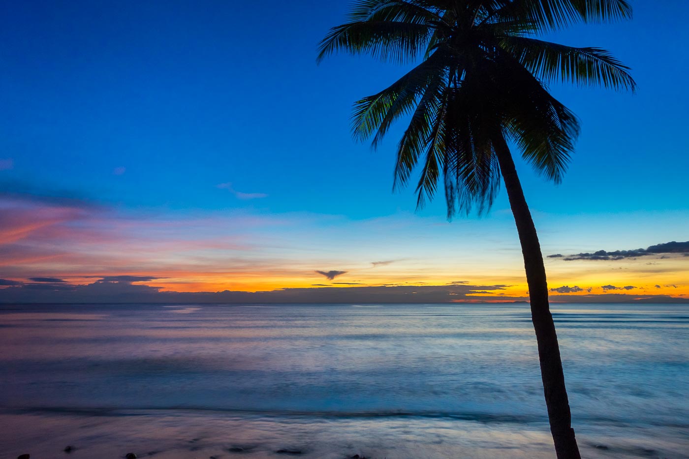 Palm tree at sunset on San Juan beach, San Juan, Siquijor Island