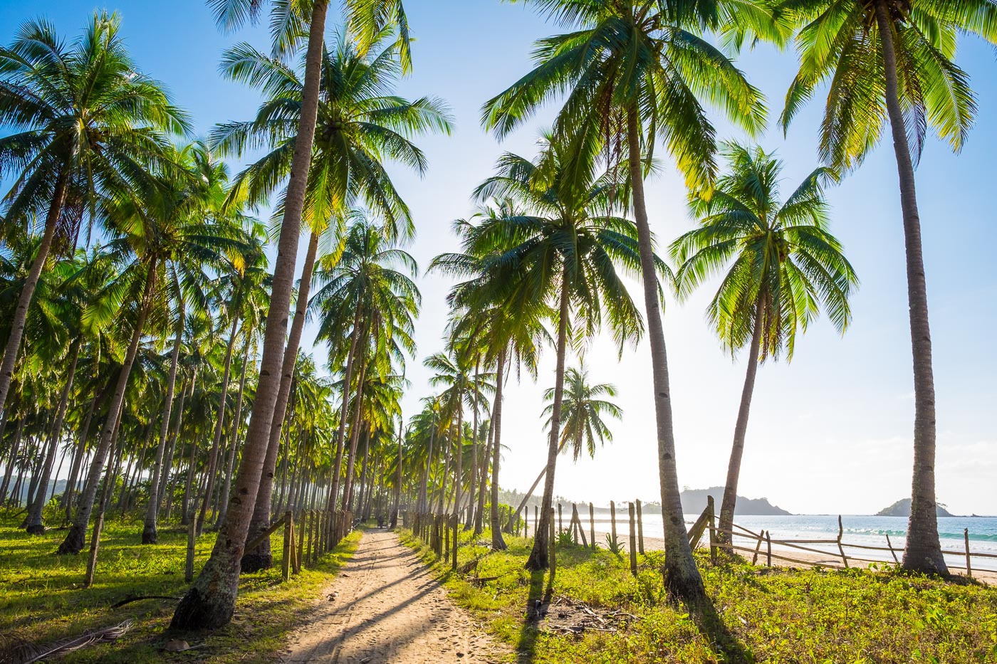 Dirt path through a palm tree plantation at Nacpan Beach, El Nido