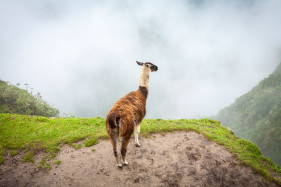 A Llama overlooking the foggy valley at Machu Picchu, Peru, South America