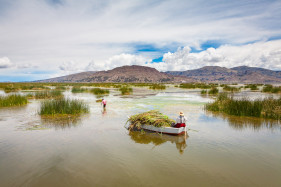 Gathering Totora reeds for building materials, Uros Floating Islands, Lake Titicaca, near Puno, Peru, South America