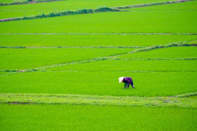 Vietnamese woman working in rice fields, Son Trach, Bo Trach District, Quang Binh Province, Vietnam