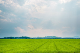 Rice fields near Thủy Thanh village, Hương Thủy District, Thừa Thiên-Huế Province, Vietnam
