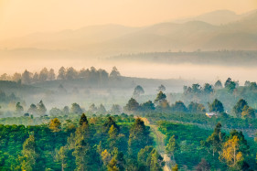 Early morning fog over rolling hills and coffee plantations in Central Highlands, Bảo Lộc, Lâm Đồng Province, Vietnam