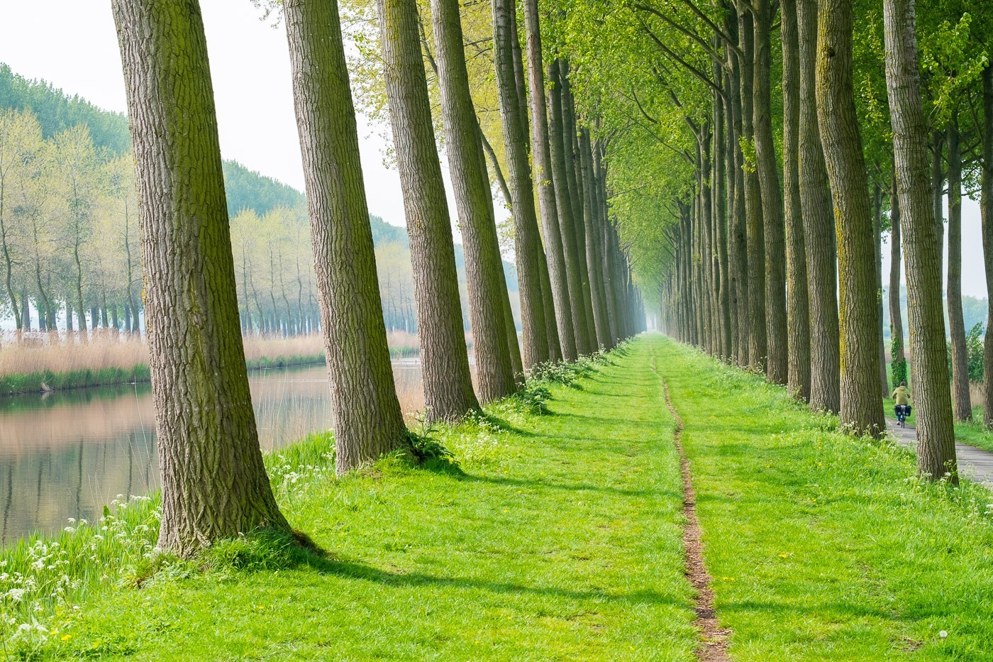 Rows of trees along a canal in spring