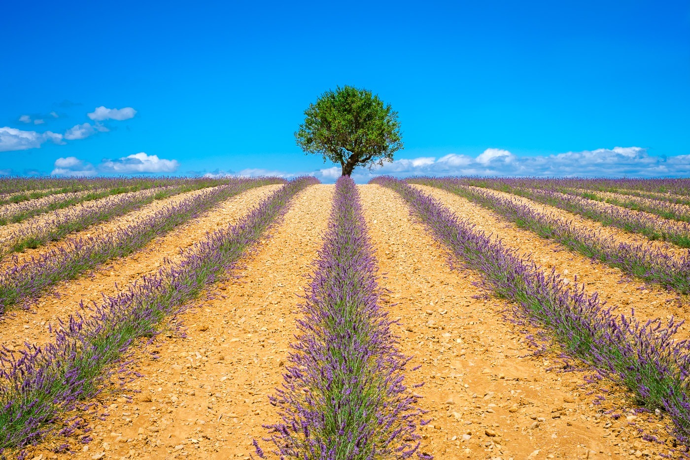 Lavender fields in Provence are in height of bloom in early July as the harvest begins on the Plateau de Valensole
