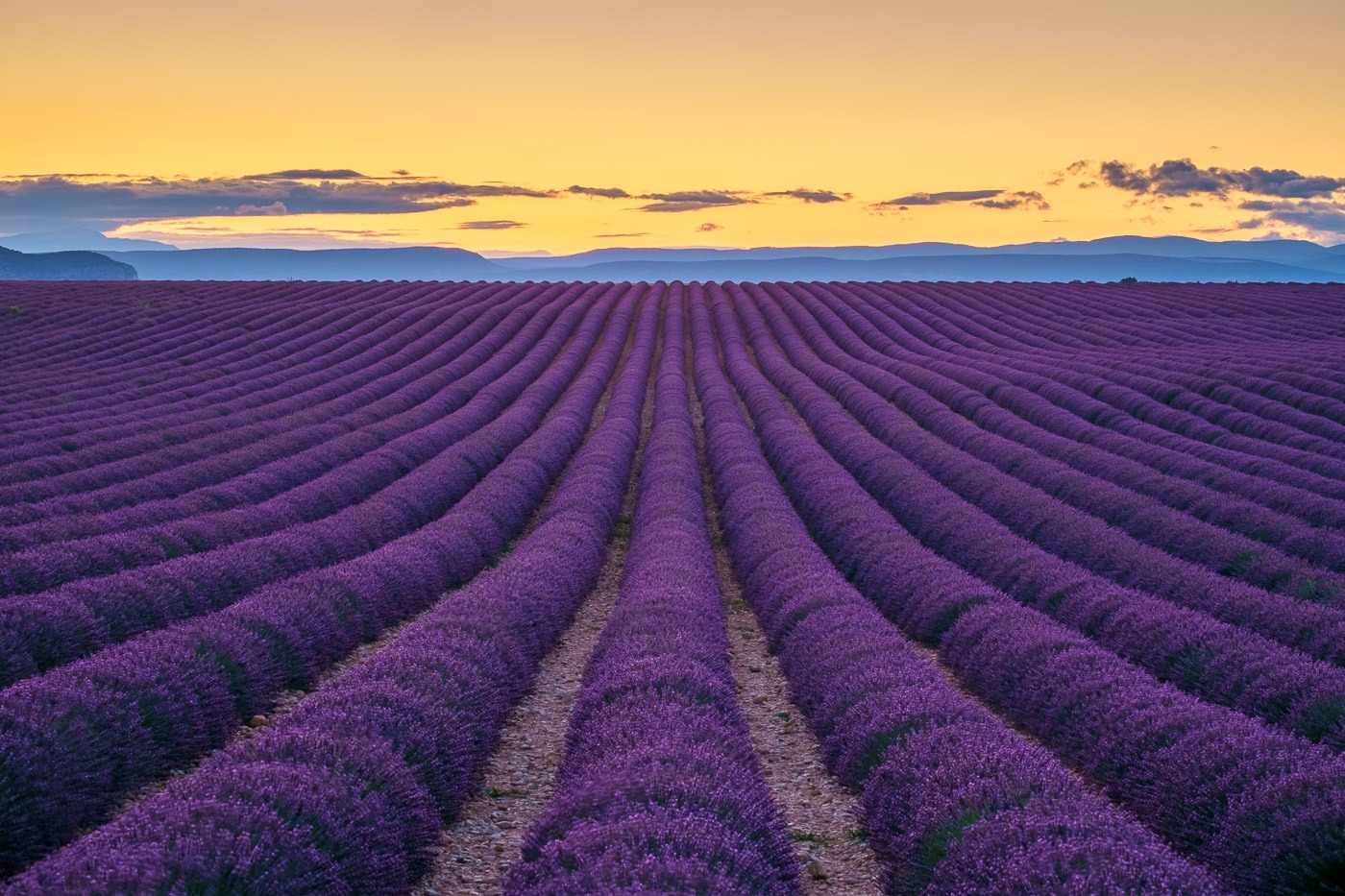 Rows of purple lavender in height of bloom in early July in a field on the Plateau de Valensole at sunset