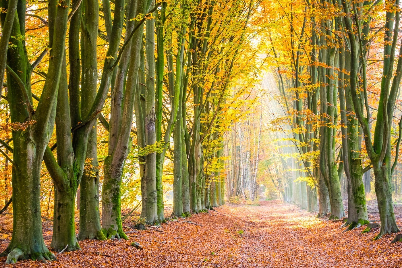 Hoge Kempen National Park in autumn