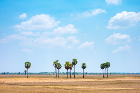 Empty rural landscape with palm trees near Kampong Svay, Kampong Thom Province, Cambodia
