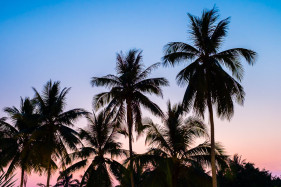 Palm trees on the grounds of the Royal Palace at sunset, Luang Prabang, Louangphabang Province, Laos