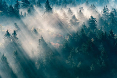 United States, North Carolina, Jackson County. Sunlight through evergreen trees in the Great Smoky Mountains near Bear Ridge Gap, Blue Ridge Parkway.