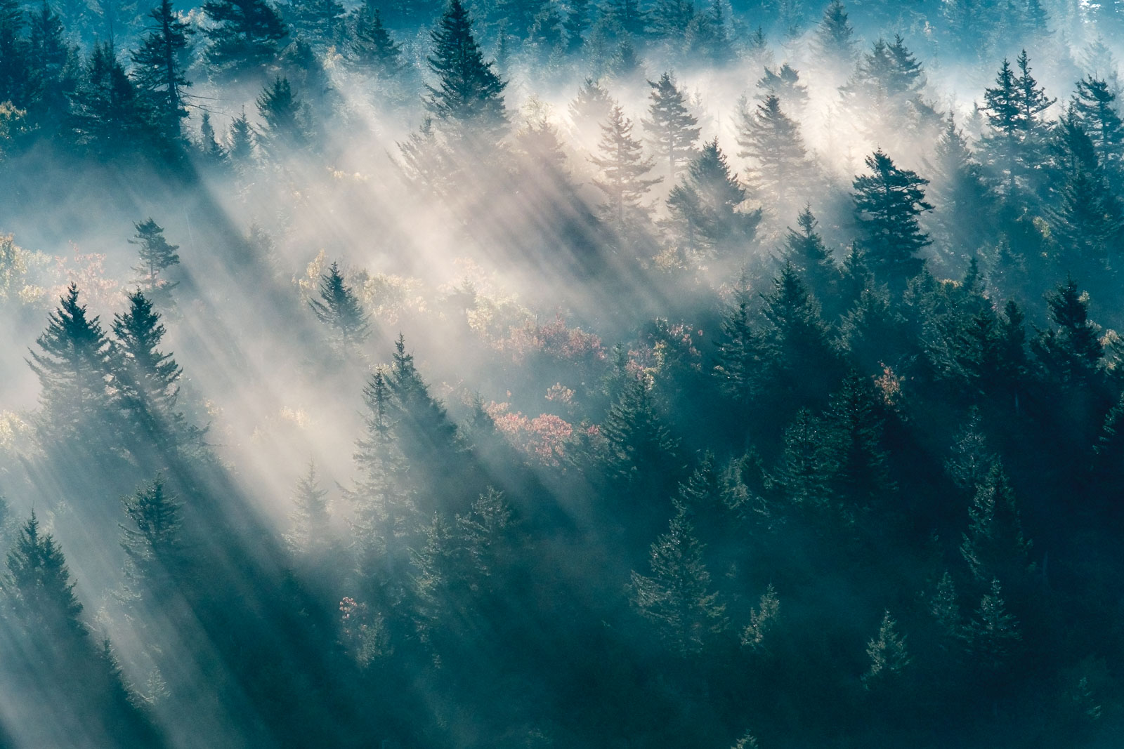 Sunlight through evergreen trees in the Great Smoky Mountains